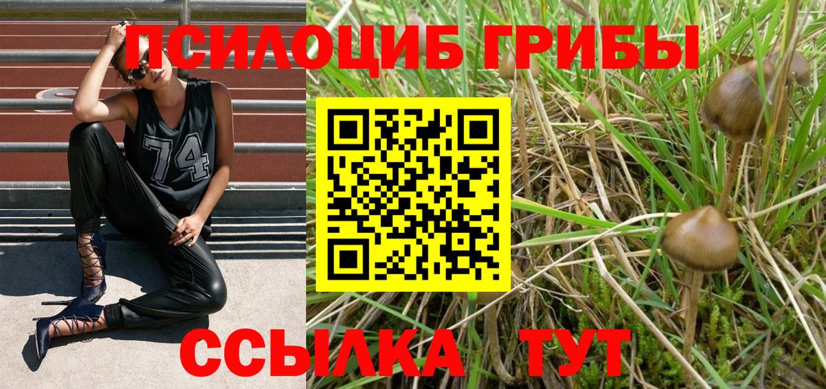 Галлюциногенные грибы Psilocybe Большой Камень