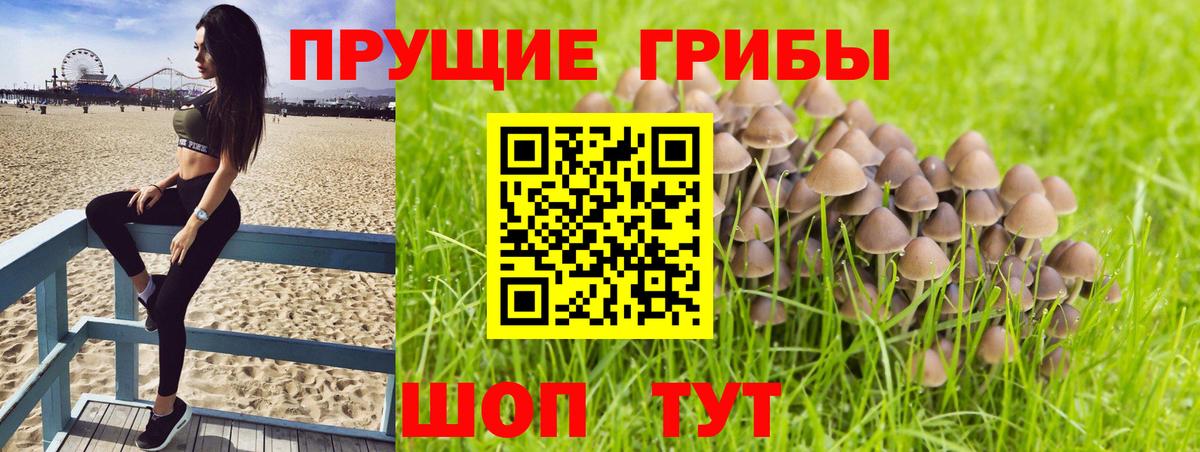 Галлюциногенные грибы Psilocybe  Галлюциногенные грибы Psilocybine cubensis  Вход с VPN  Большой Камень 